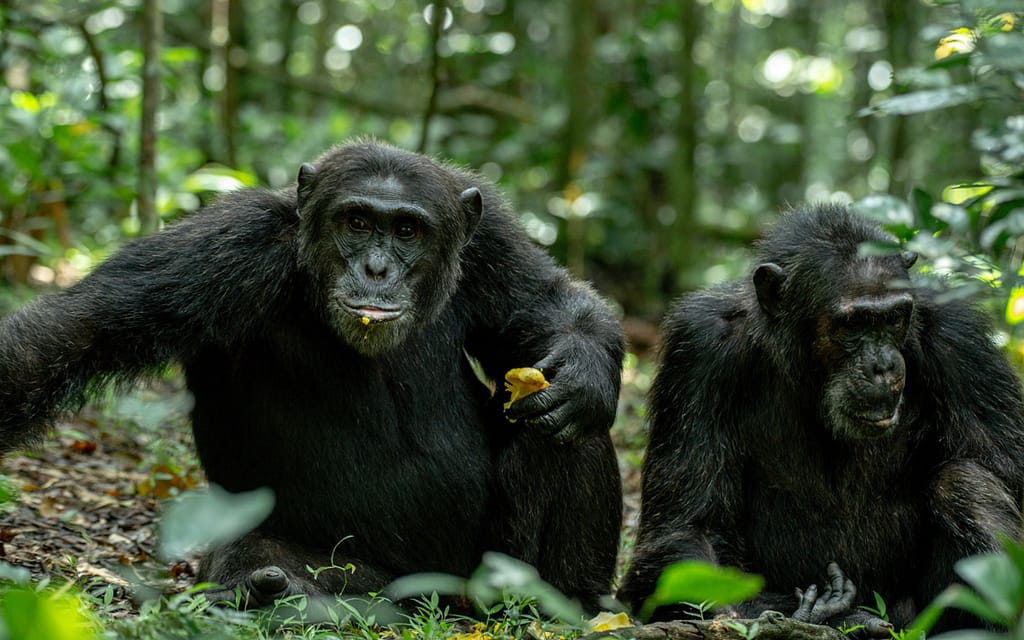 Kibale National Park