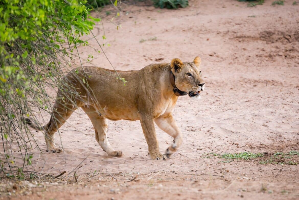 Experiential Lion Tracking In Queen Elizabeth National Park.