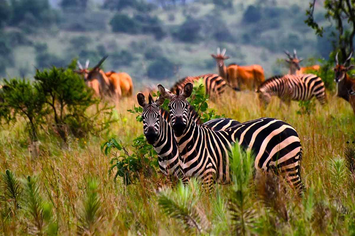 AKAGERA NATIONAL PARK.