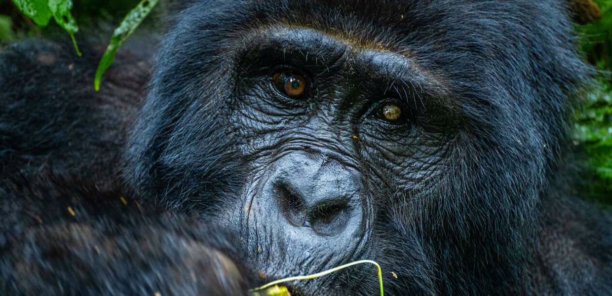 How to Book Your Gorilla Permit in Uganda and Rwanda?