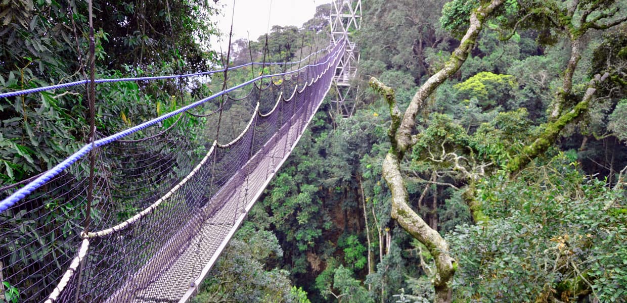 Canopy Walk in Nyungwe