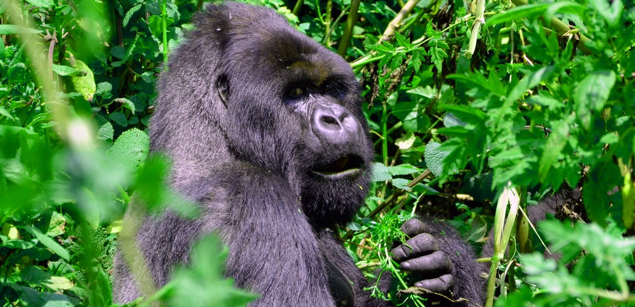 An adult male mountain gorilla in Volcanoes National Park, Rwanda