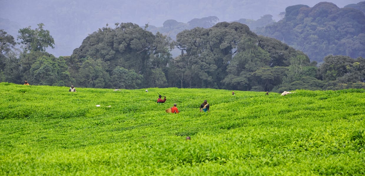 Tea plantations tour in Nyungwe