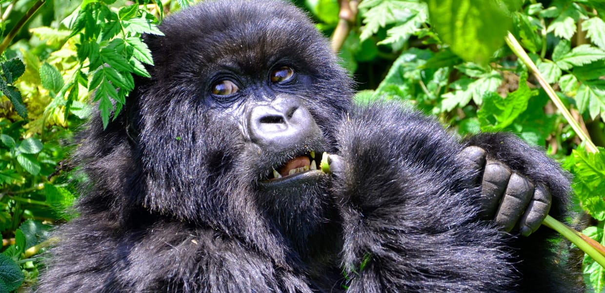 Mountain Gorilla Trekking In Rwanda