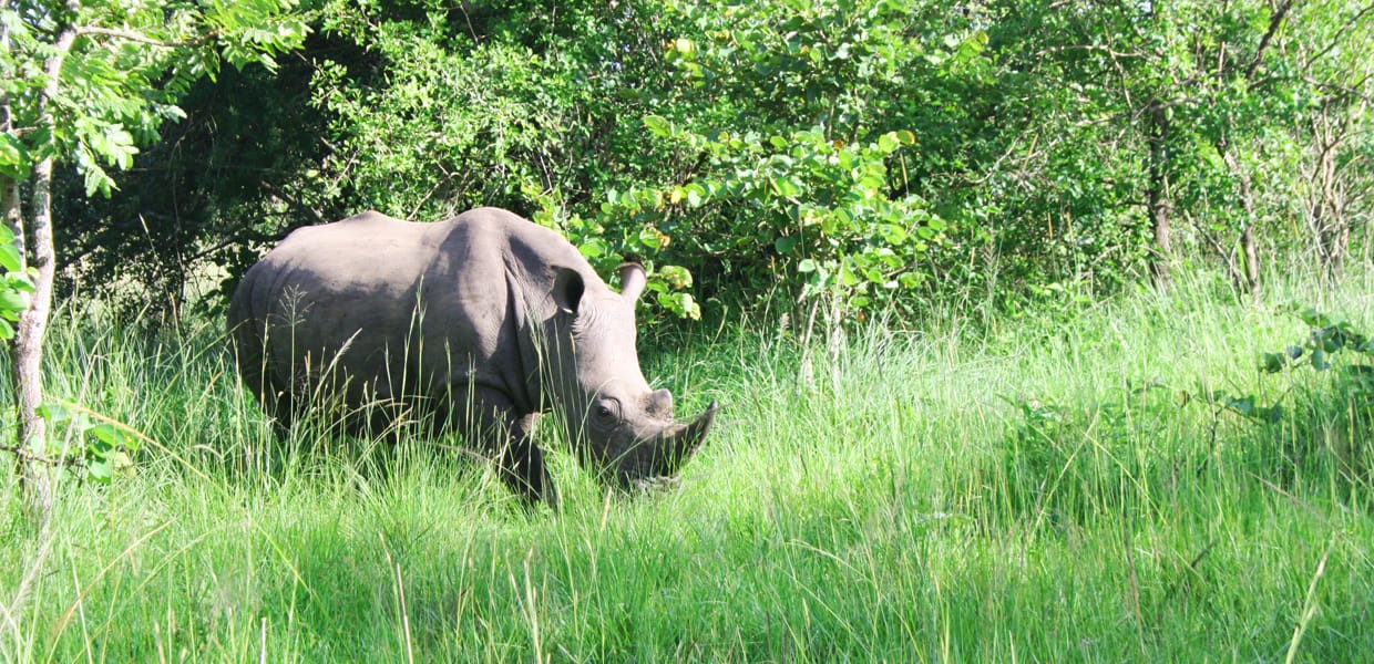 Rhino tracking in Akagera National Park