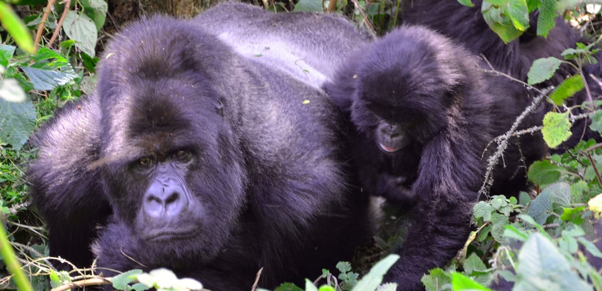 An adult male mountain gorilla with its baby