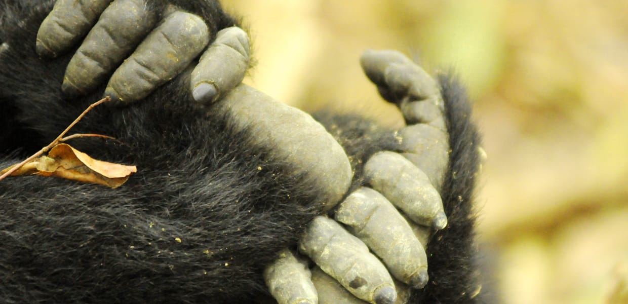 Gorilla Habituation Experience In Bwindi Forest