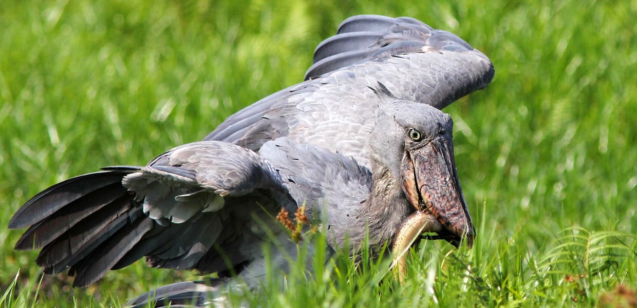 A Giant Shoebill Stork Feasting On Its Prey In Mabamba Swamp