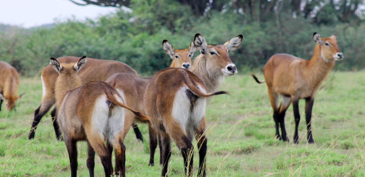 Bushbucks In Akagera National Park, Rwanda