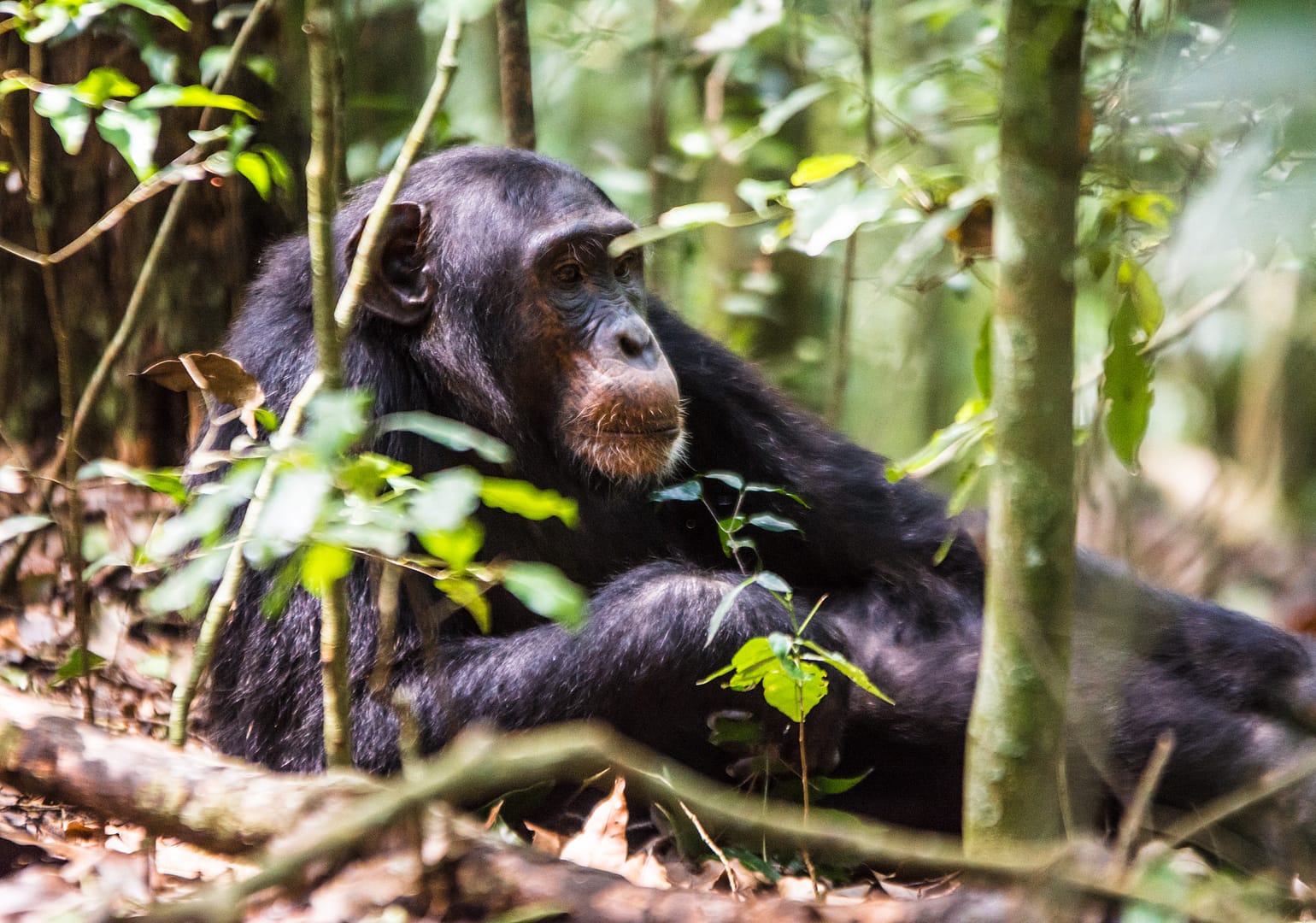 Chimpanzee Trekking In Nyungwe National Park.