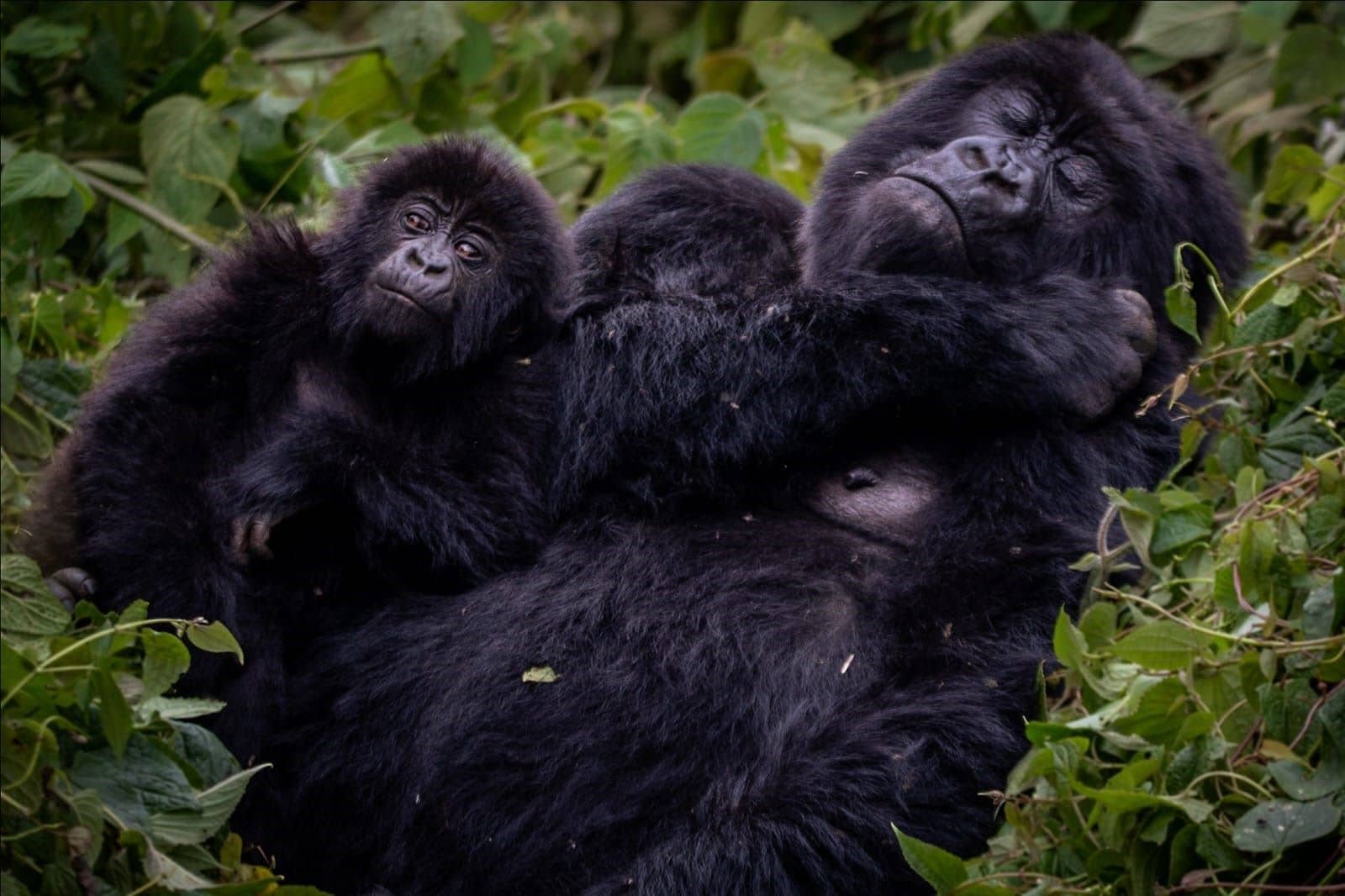 INTERESTING FACTS ABOUT MOUNTAIN GORILLAS.