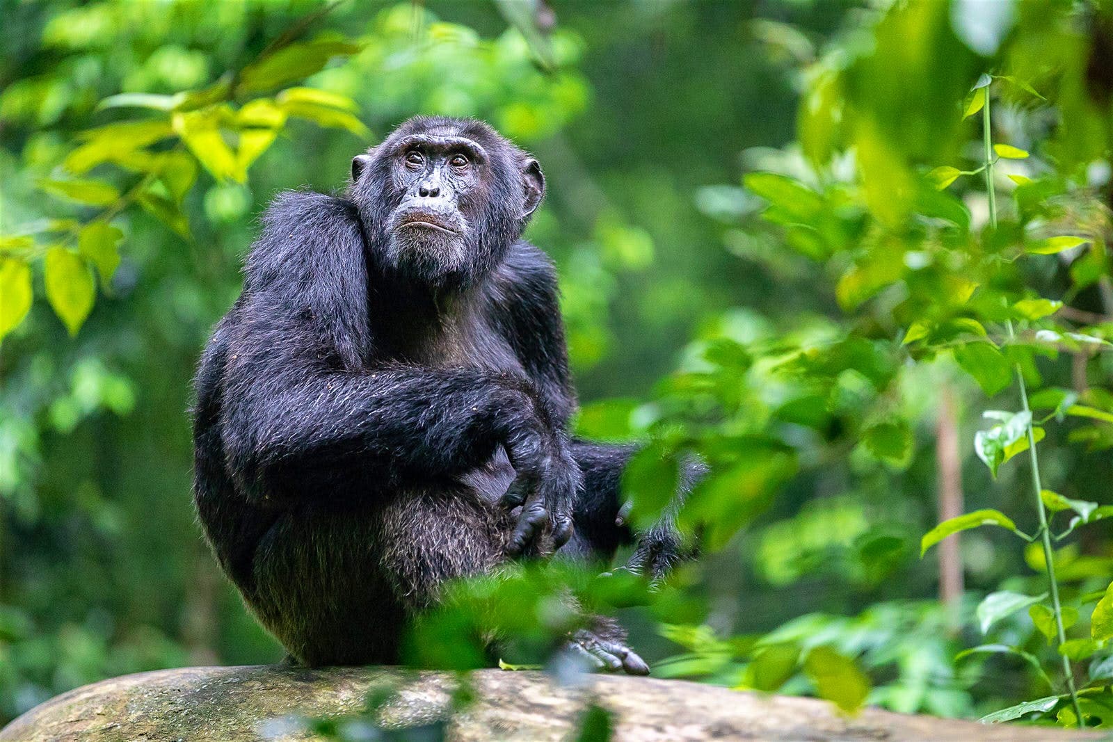 HOW TO AVOID CHIMPANZEES’ ATTACKS ON A TREK.