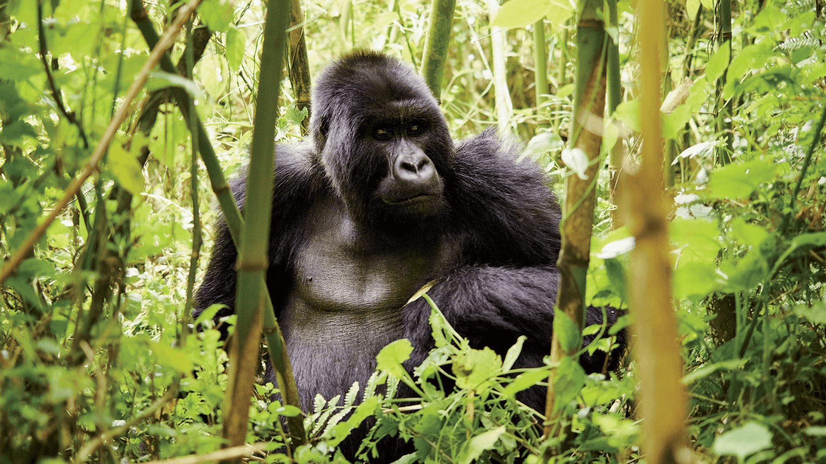 Gorilla Trekking Tips And Guidelines