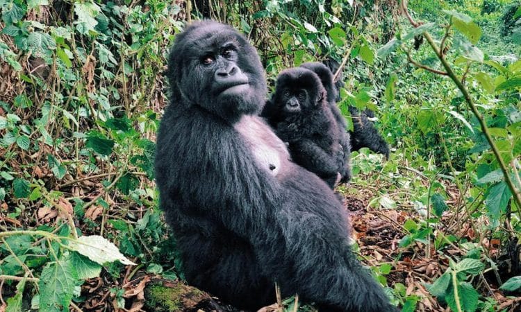 Nkuringo Gorilla Family.