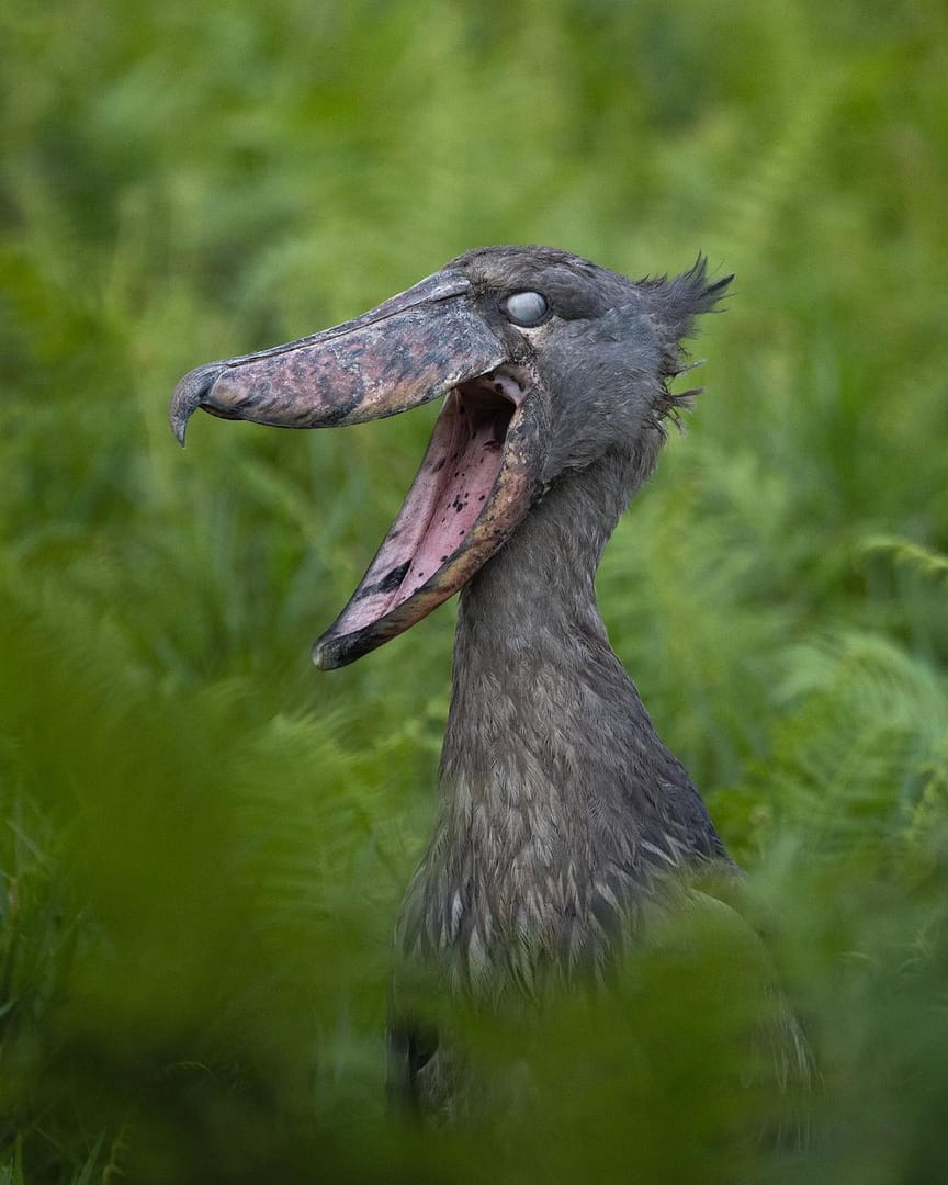 Birding Experiences In Uganda.